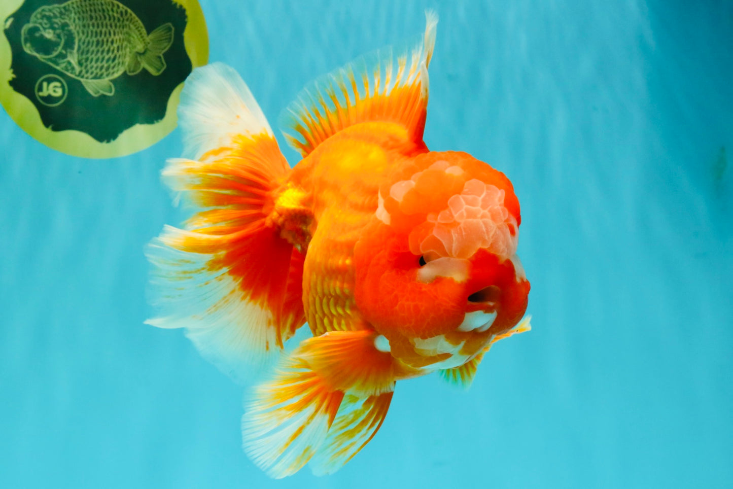 BIG WEN AAA Grade Red White Oranda Male 7.5-8 inches #070326OR_03
