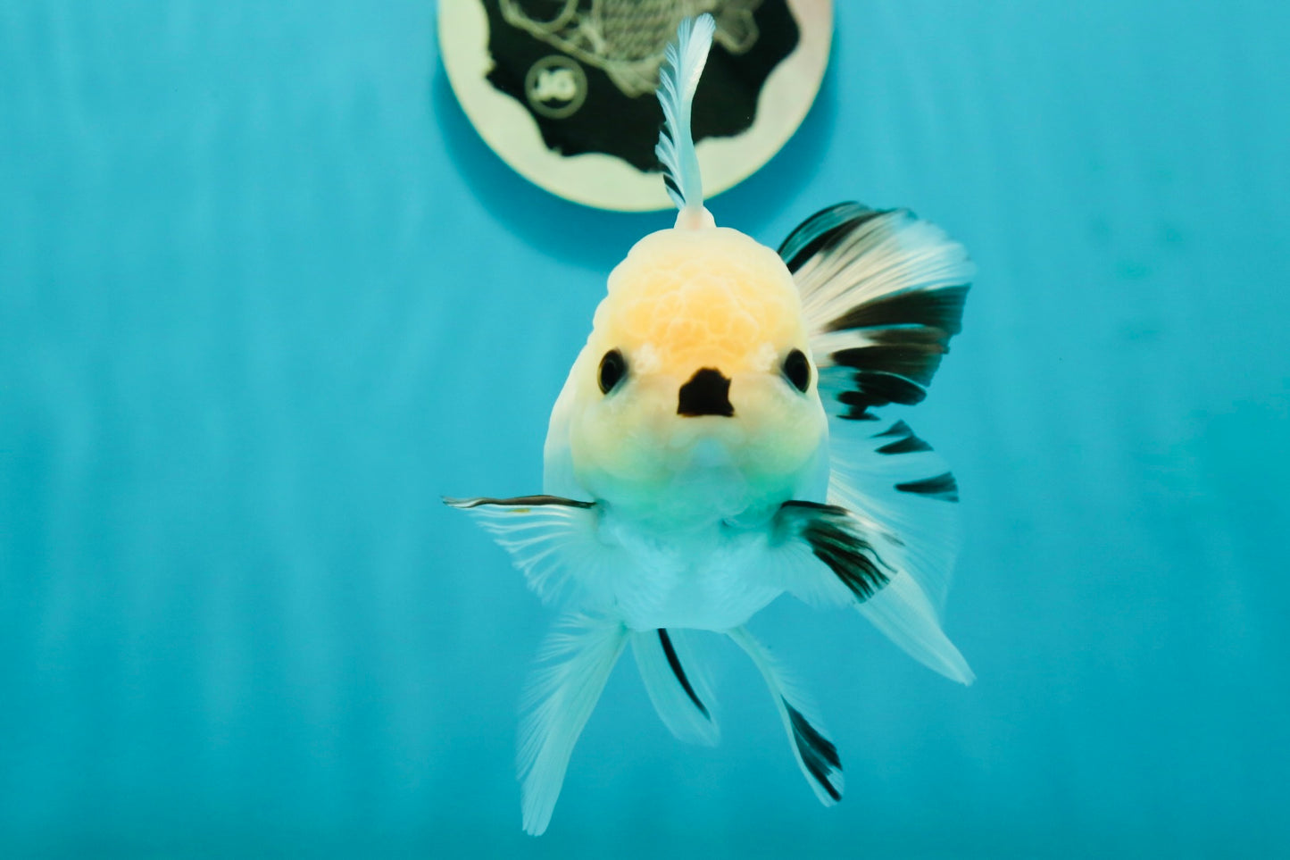 A Grade Panda Black Nose Button Eyes Oranda Female 5 inches #111524OR_19