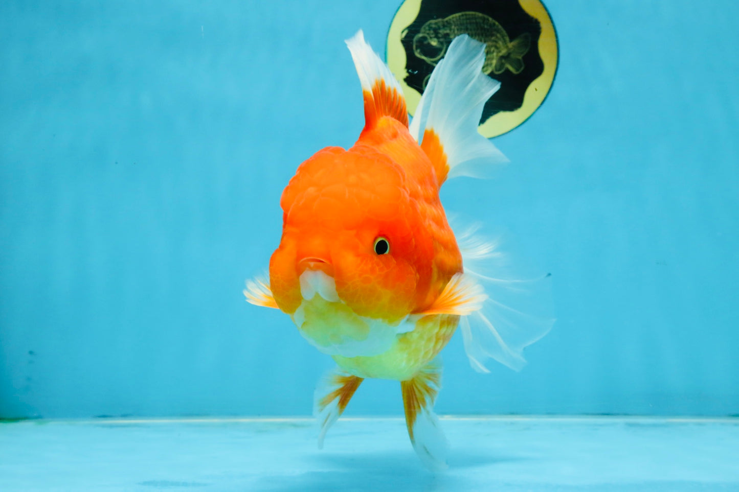 SUPER CUTE A Grade Red White Oranda Female 6.5 inches #110725OR_01