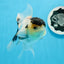 AAA Grade Panda Black Tancho Oranda Male 5 inches #0913OR_11