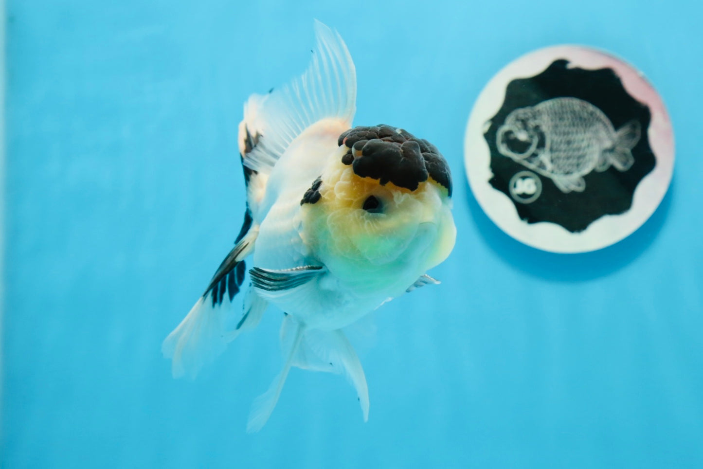 AAA Grade Panda Black Tancho Oranda Male 5 inches #0913OR_11