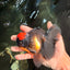 A Grade Tricolor Red Head Oranda Male 5-5.5 inches #041726OR_10