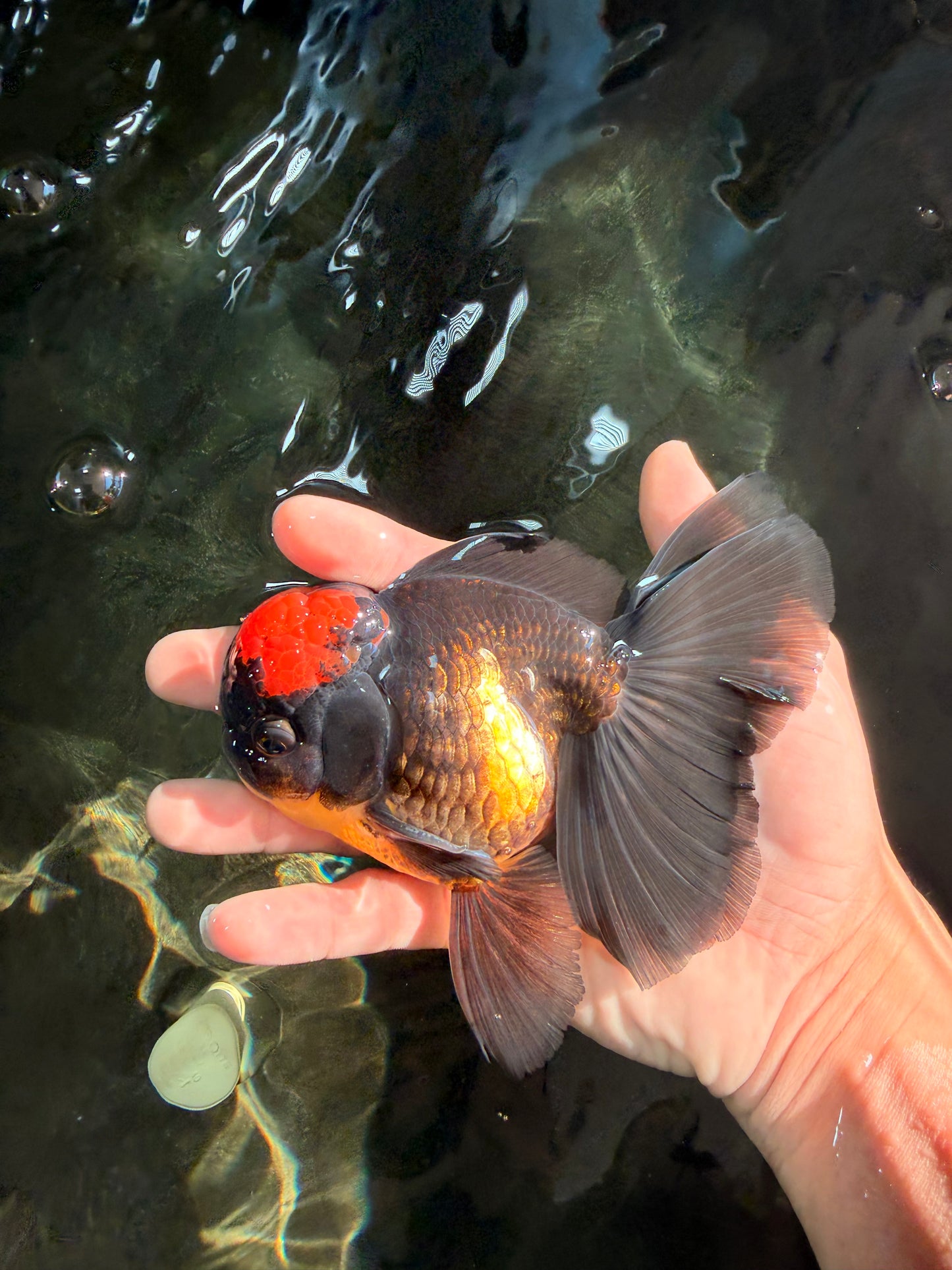 A Grade Tricolor Red Head Oranda Male 5-5.5 inches #041726OR_10