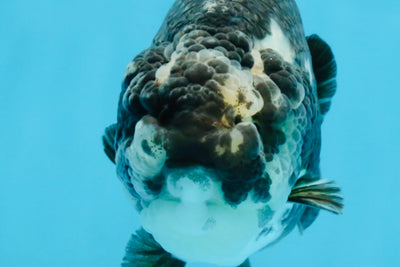 SPECIAL PANDA A Grade Ink Chinese Ranchu Male 4.5 inches #120525RC_05