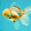 A Grade Red White Oranda Male 5.5 inches #102326OR_16