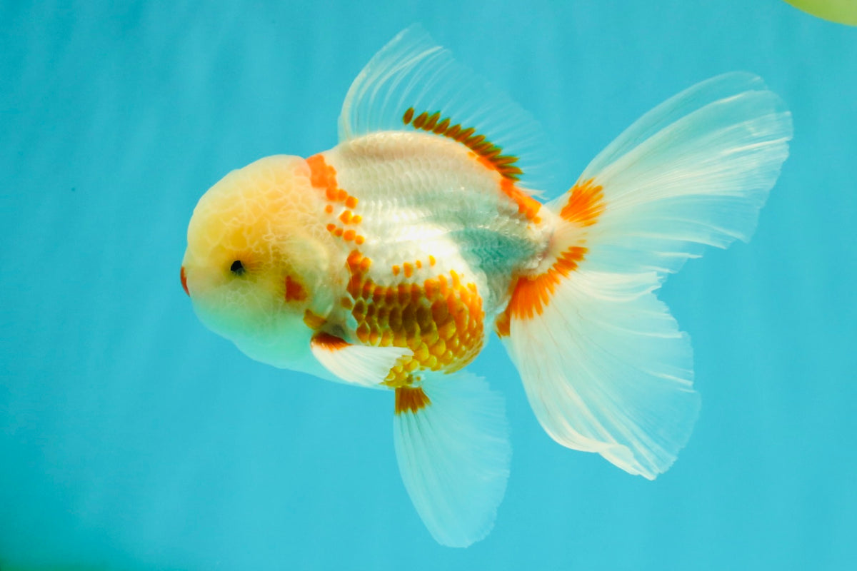A Grade Red White Oranda Male 5.5 inches #102326OR_16