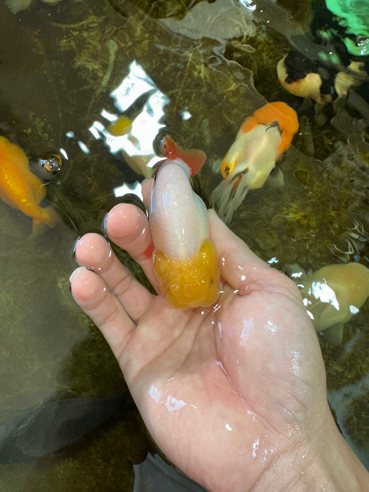 A Grade Lemonhead LionKing 3.5 inches #070425LC_06