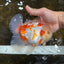 AAA Grade ADORABLE Red White Oranda Male 6 inches #090525OR_08