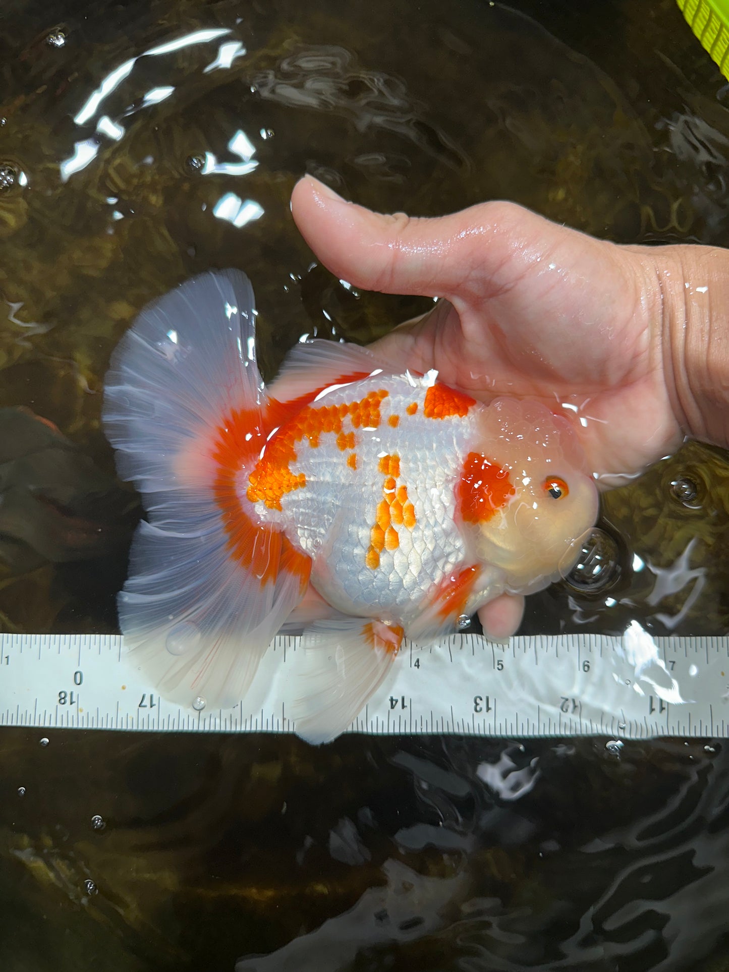 AAA Grade ADORABLE Red White Oranda Male 6 inches #090525OR_08