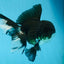 ELVIS PRESLEY A Grade Panda Oranda Male  5.5 inches #082225OR_18