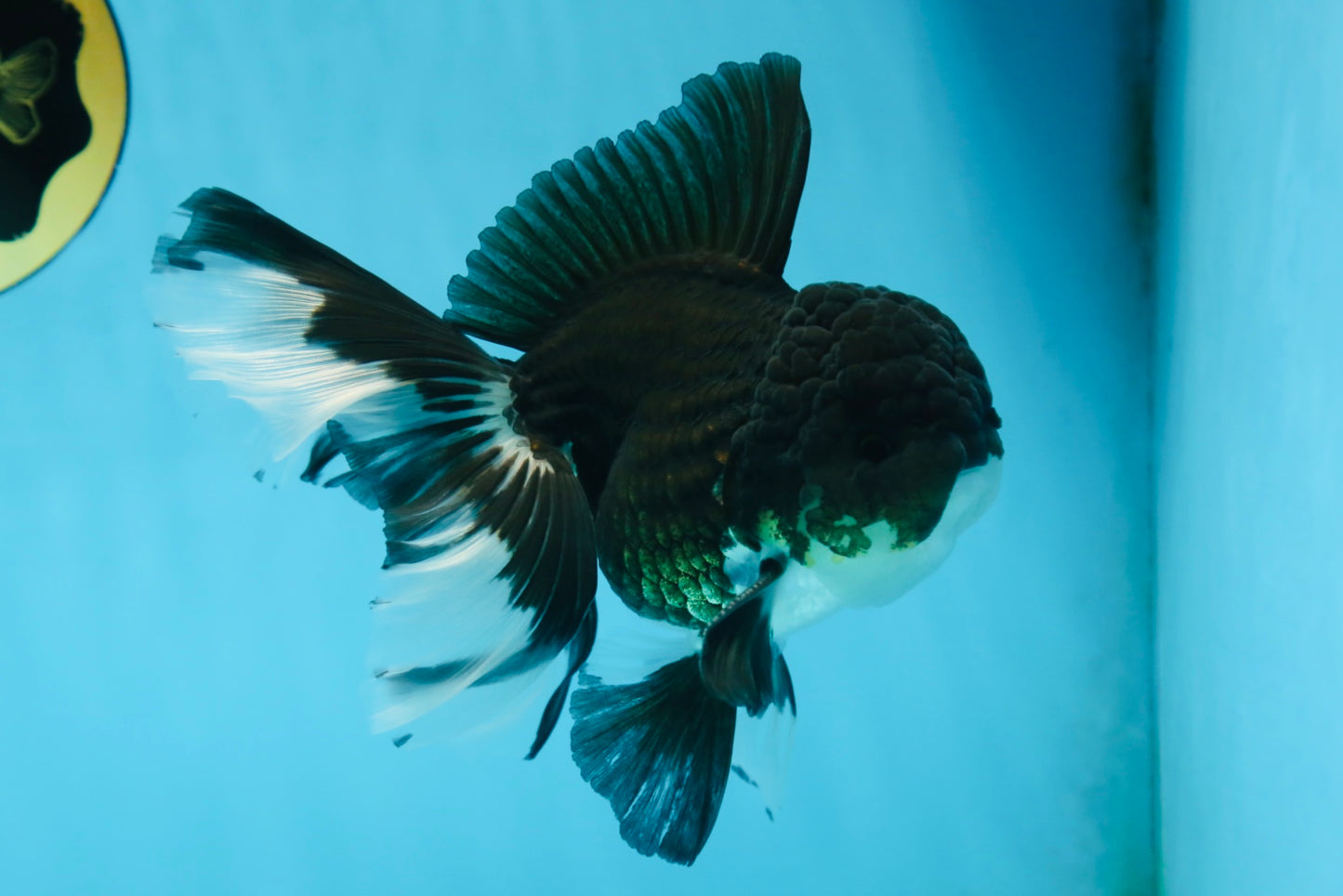 ELVIS PRESLEY A Grade Panda Oranda Male  5.5 inches #082225OR_18