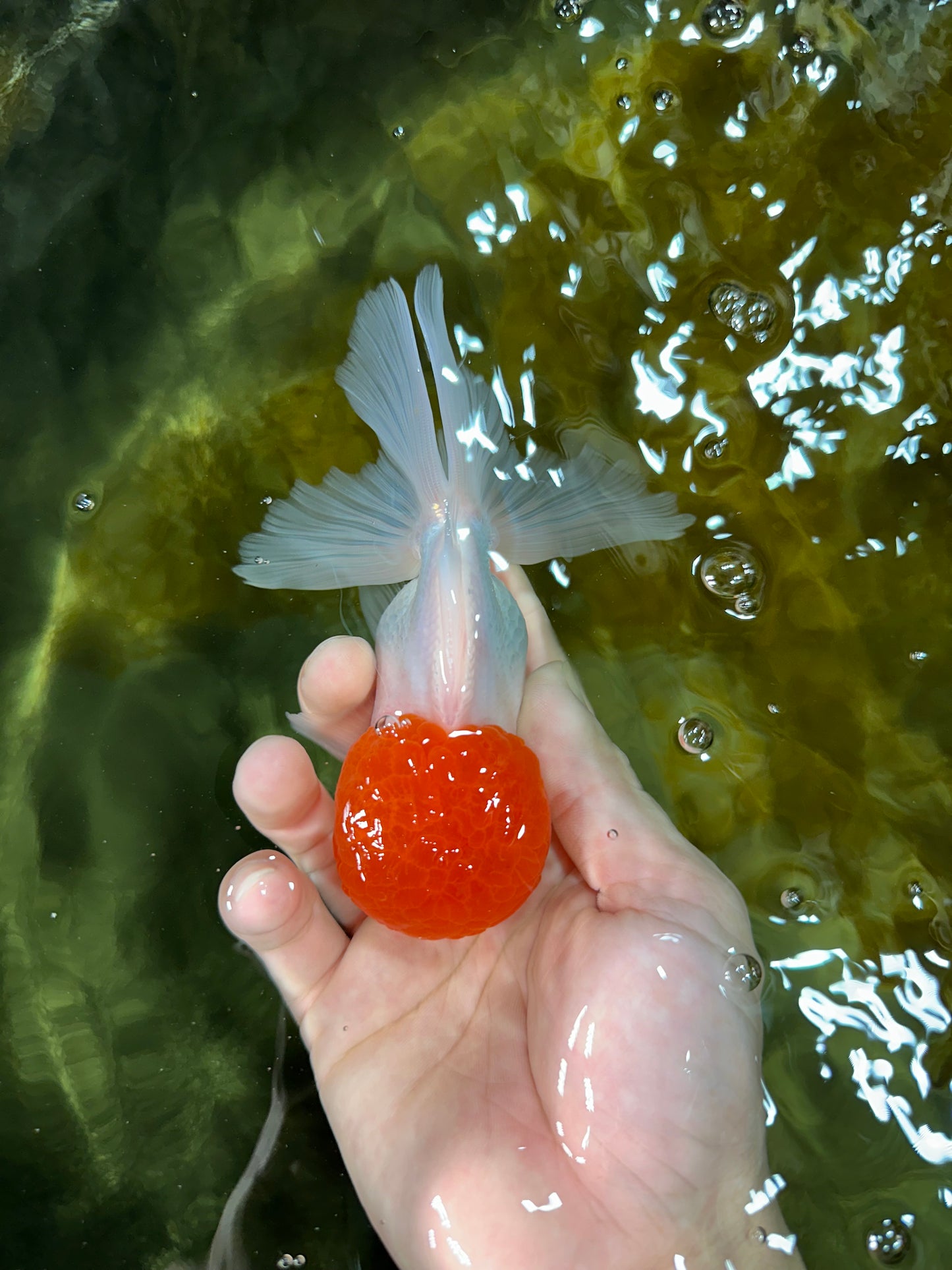 A Grade Red Cap Oranda Male 4.5-5 inches #050925OR_46