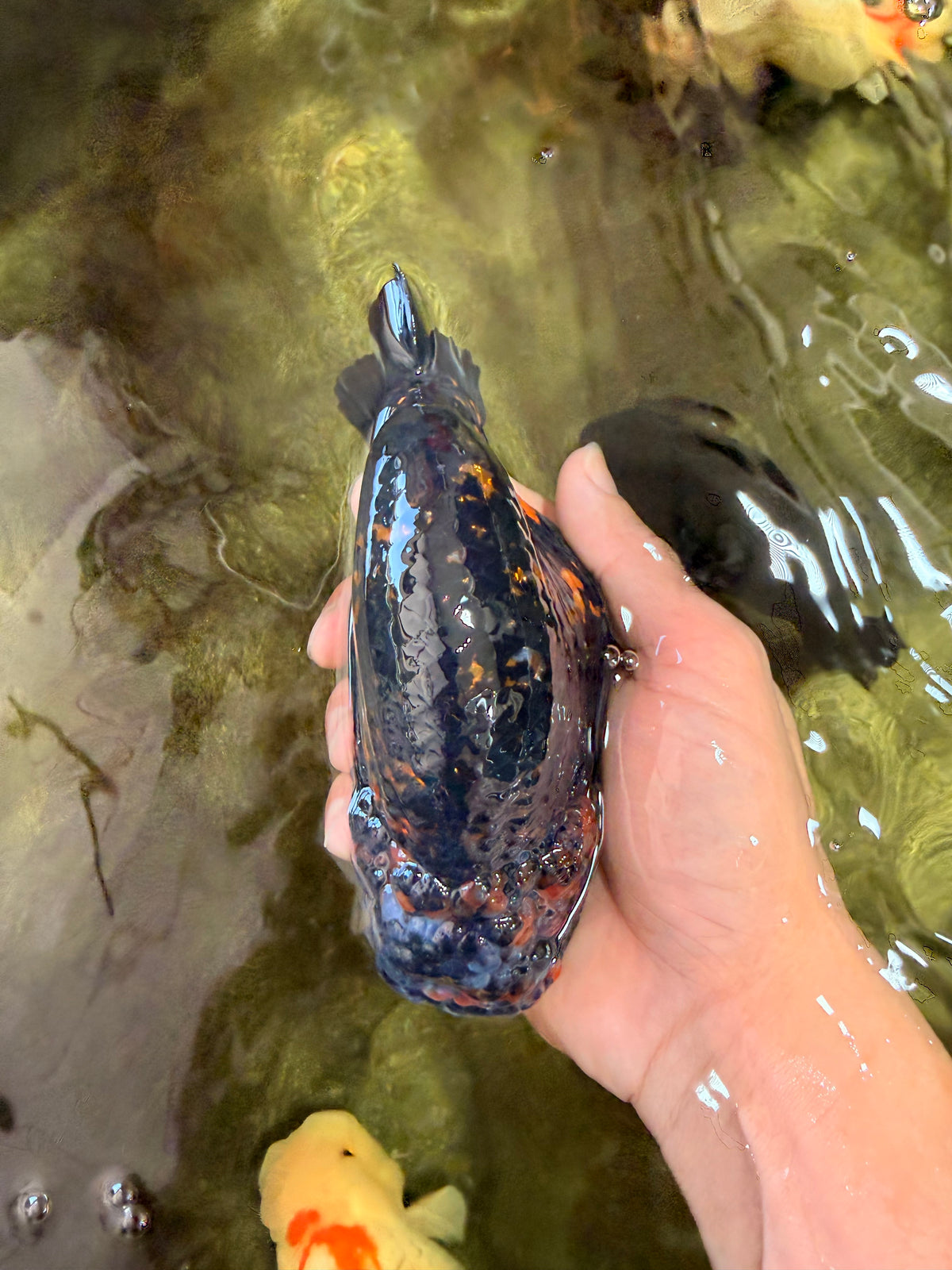 Tiger Ranchu Female 6 inches #100926RC_32