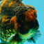 CHONKY AAA Grade Broadtail Tiger Oranda Male 7-7.5 inches #072426OR_04