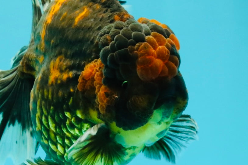CHONKY AAA Grade Broadtail Tiger Oranda Male 7-7.5 inches #072426OR_04