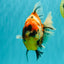 AAA Grade Jumbo Body Marble Sakura Oranda Male 6.5-7 inches #062626OR_02