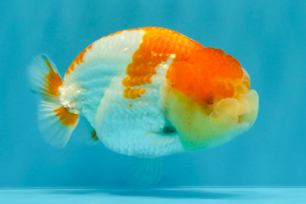 AAA Grade Dragon Head Kohaku Red White LionKing 4-4.5 inches #022726LC_29