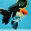 AAA Grade Tricolor Oranda Male 6 inches #052325_12