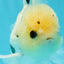 A Grade Lemonhead Panda Button Eyes Oranda Male 5.5 inches #1011OR_03