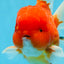 A Grade Cherry Sakura Oranda Mâle 6 pouces #0726OR_06