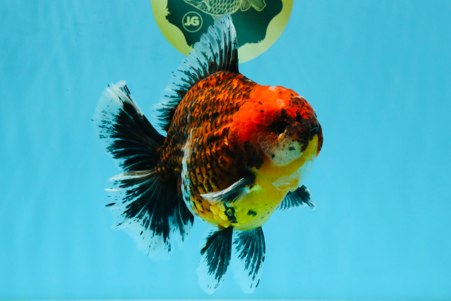 CHUNKY SUPER AAA Grade Godzilla Calico Oranda Male 6.5-7 inches #032726OR_07