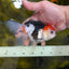 Tricolor Oranda Female 5-5.5 inches #100325OR_16