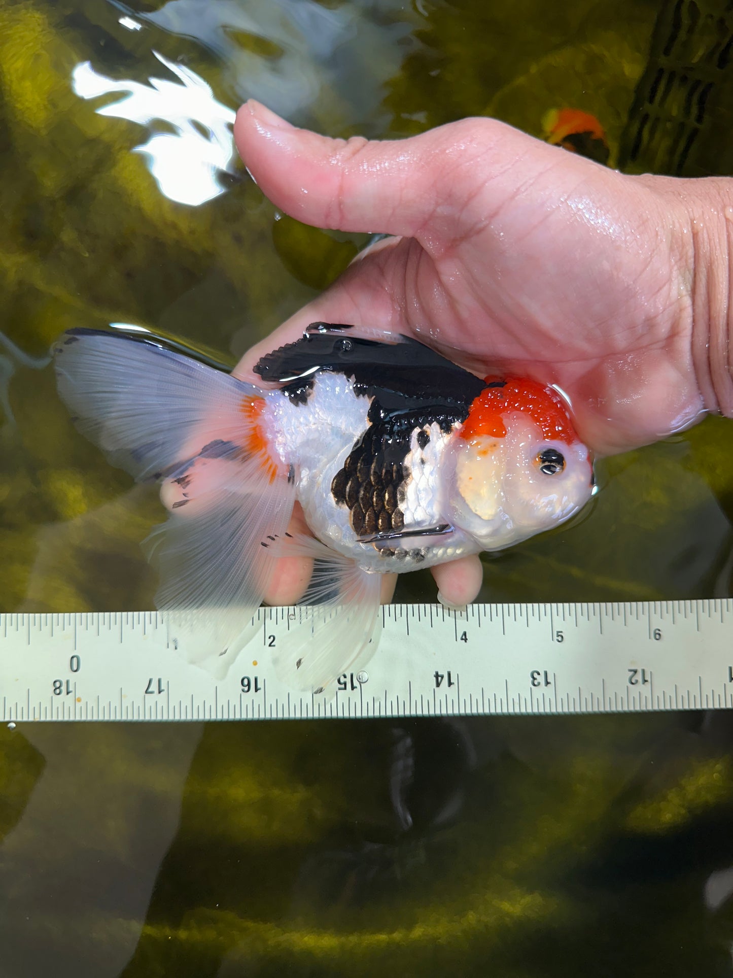 Tricolor Oranda Female 5-5.5 inches #100325OR_16