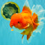 TOMATO AAA Grade Jumbo Broadtail Red Oranda Male 8.5-9 inches #072426OR_03