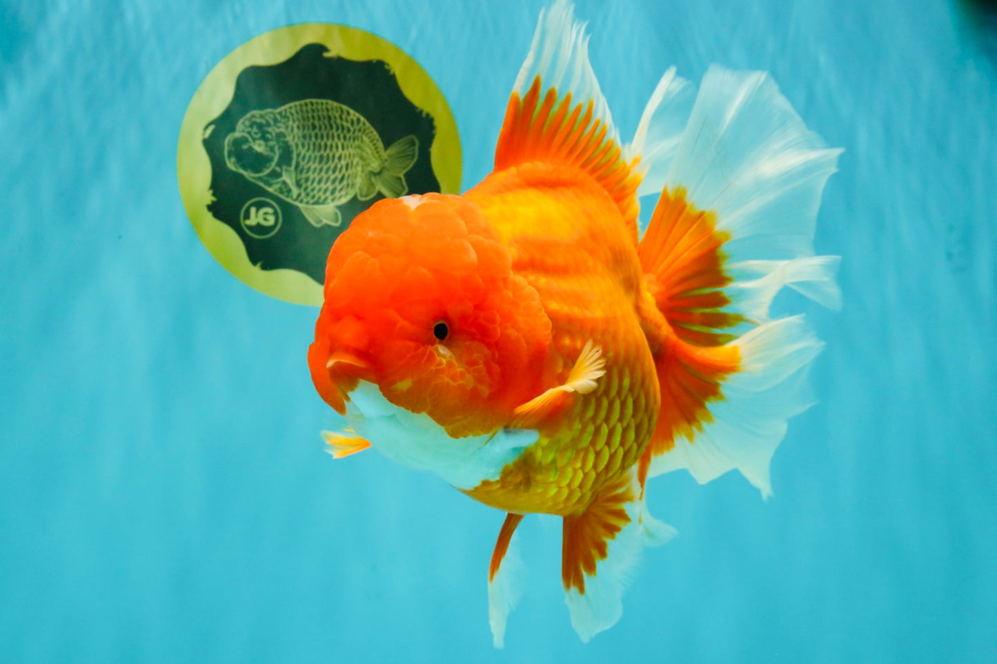 TOMATO AAA Grade Jumbo Broadtail Red Oranda Male 8.5-9 inches #072426OR_03