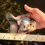 Marble Oranda Male 5.5 inches #071026OR_35