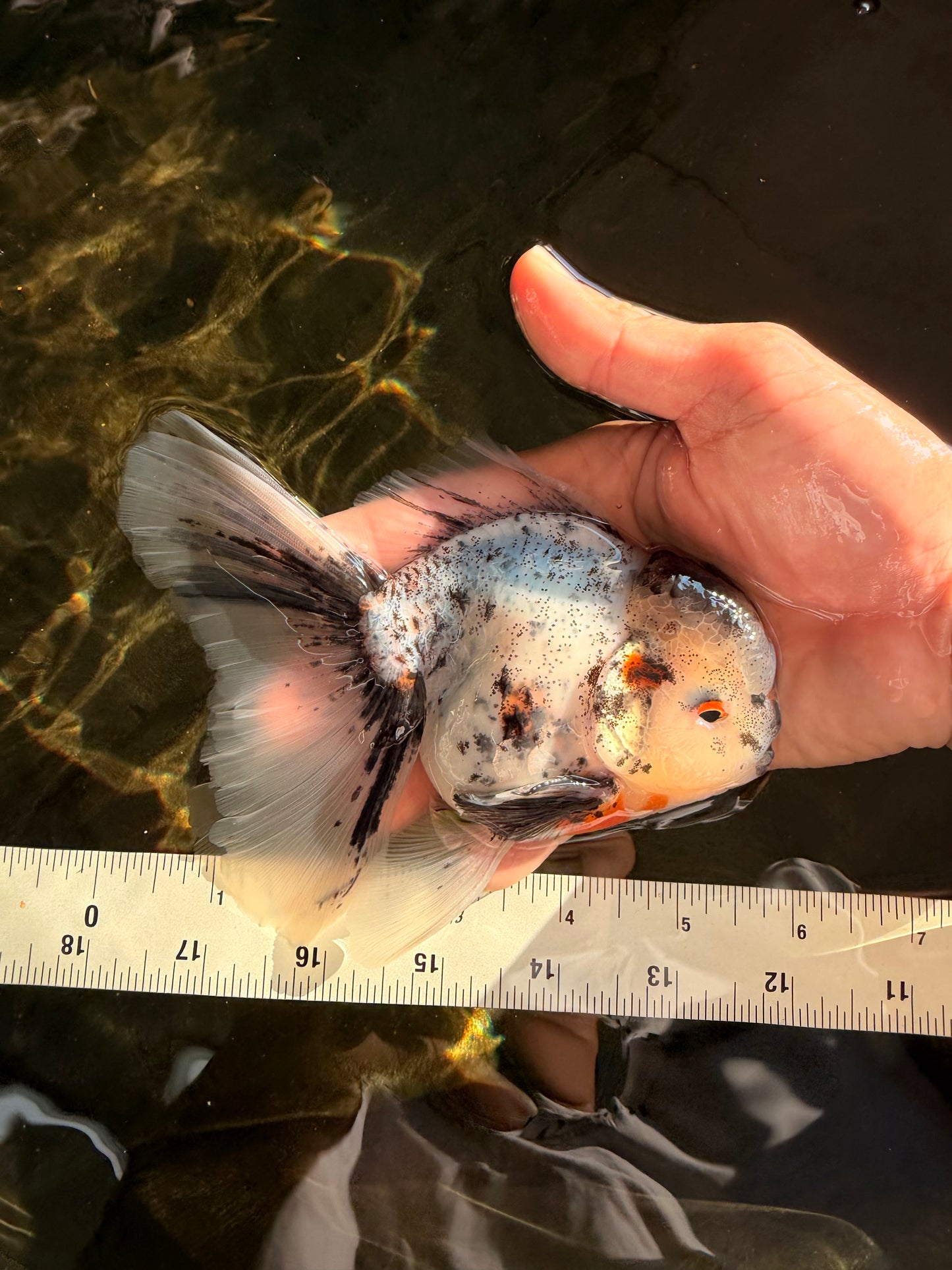 Marble Oranda Male 5.5 inches #071026OR_35