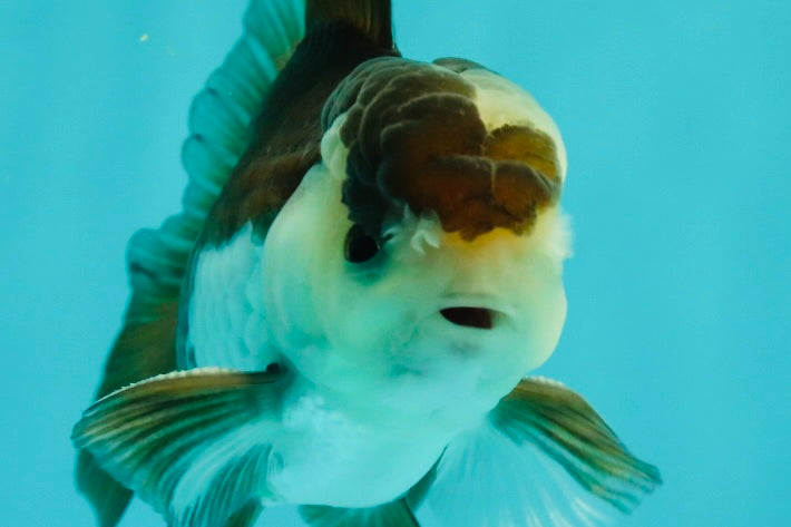 Panda Oranda Male 3.5-4 inches #1018OR_16