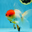 A Grade Tricolor Oranda Male 5-5.5 inches #060625OR_14