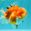AAA Grade Sakura Yuanbao Male 5-5.5 inches #100226YB_06