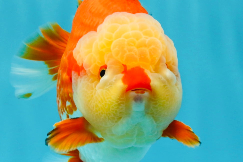 SUPER CUTE AAA Grade Godzilla Red White Yuanbao Male 6 inches #022726YB_02