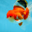 A Grade Red White Oranda Male 5.5-6 inches #080825OR_17