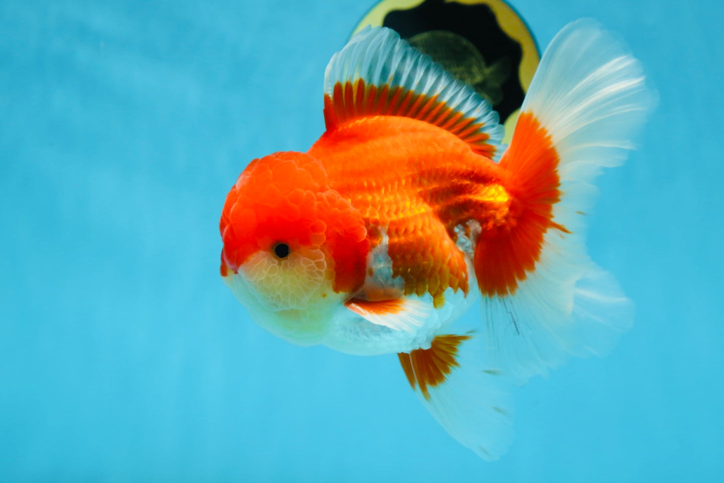 A Grade Red White Oranda Male 5.5-6 inches #080825OR_17
