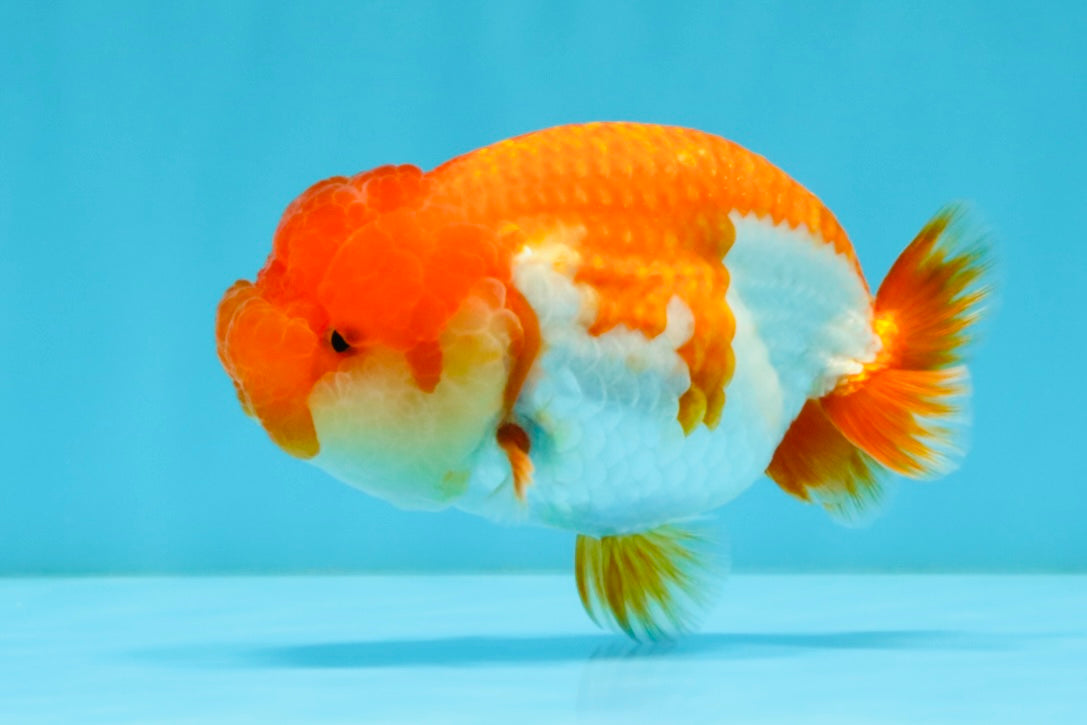 TOMATO A Grade Red White LionQueen 4-4.5 inches #032726LC_17