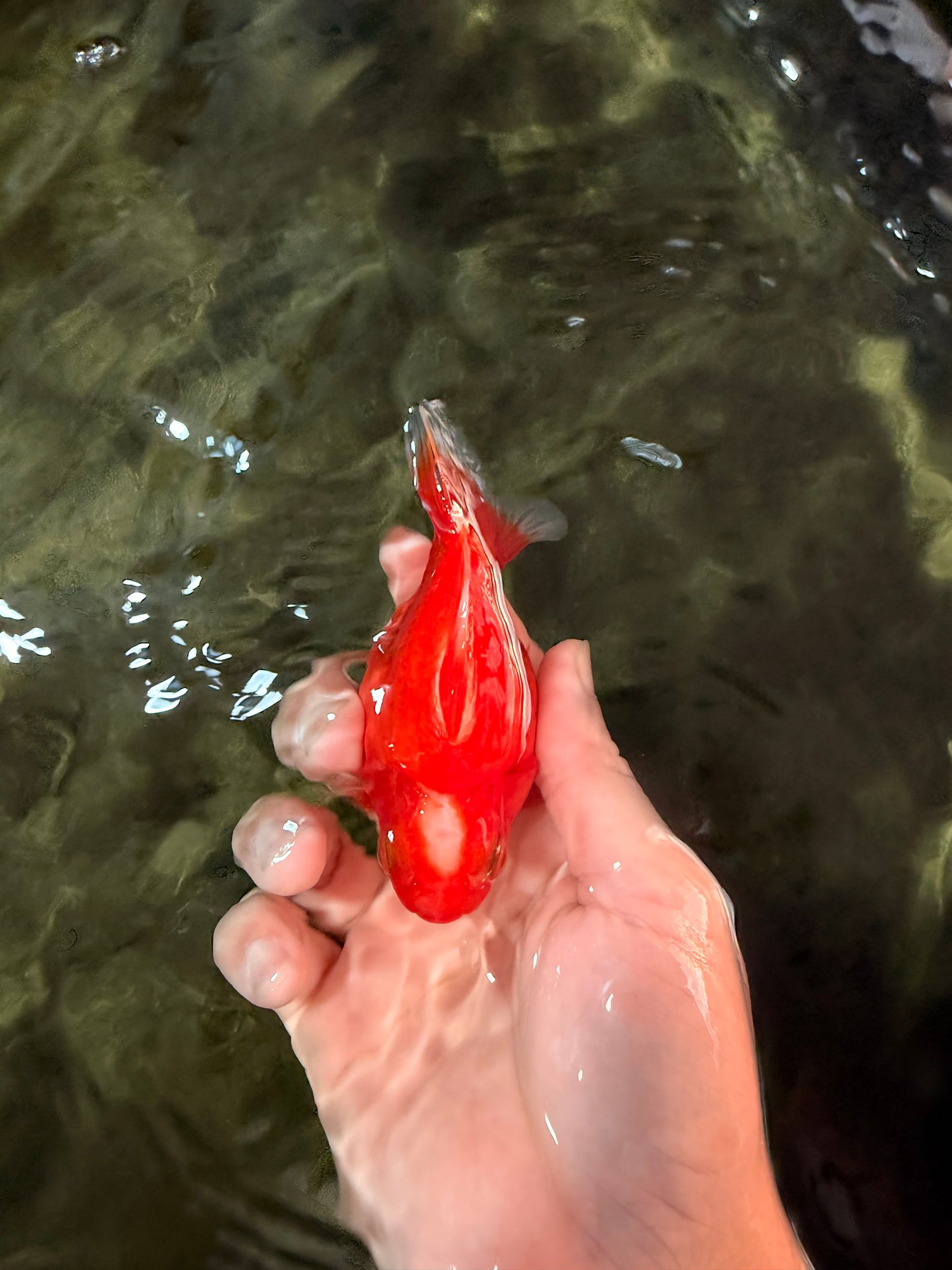 SPECIAL A Grade Jade Head Red White Ryukin Female 4 inches #042426RK_04