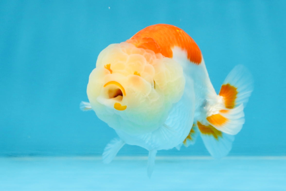 AAA Grade Red White LionQueen 4 inches #103125LC_24