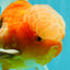 A Grade Jade Head Sakura Oranda Male 6-6.5 inches #082826OR_01
