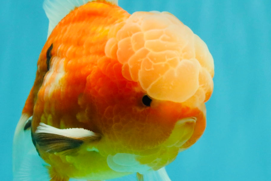A Grade Jade Head Sakura Oranda Male 6-6.5 inches #082826OR_01