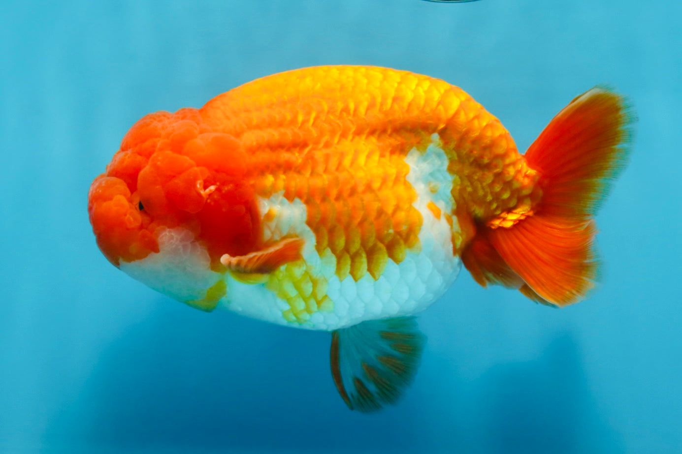 A Grade CHUBBY Red White LionKing 5.5 inches #100325LC_06