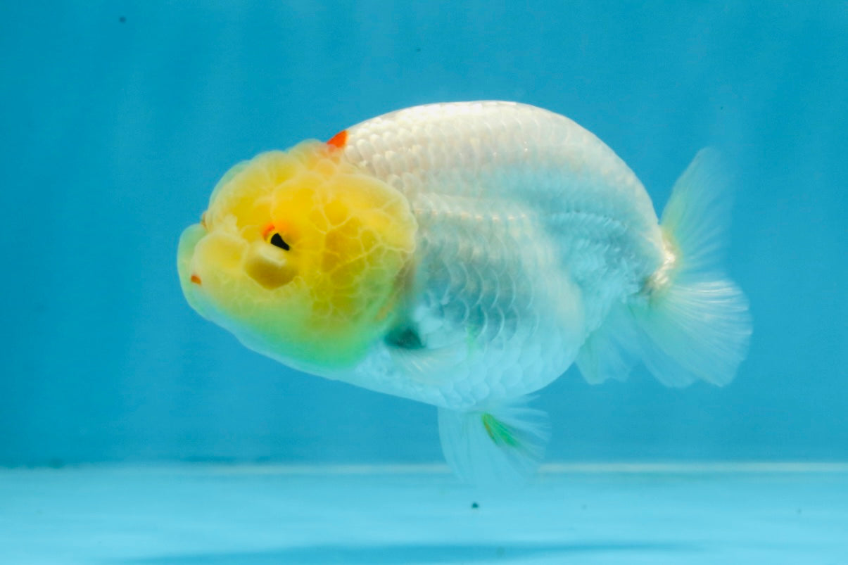 AAA Grade Lemonhead LionQueen 3.5 inches #101725LC_09