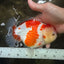 A Grade Red White Yuanbao Female 6 inches #101626YB_30