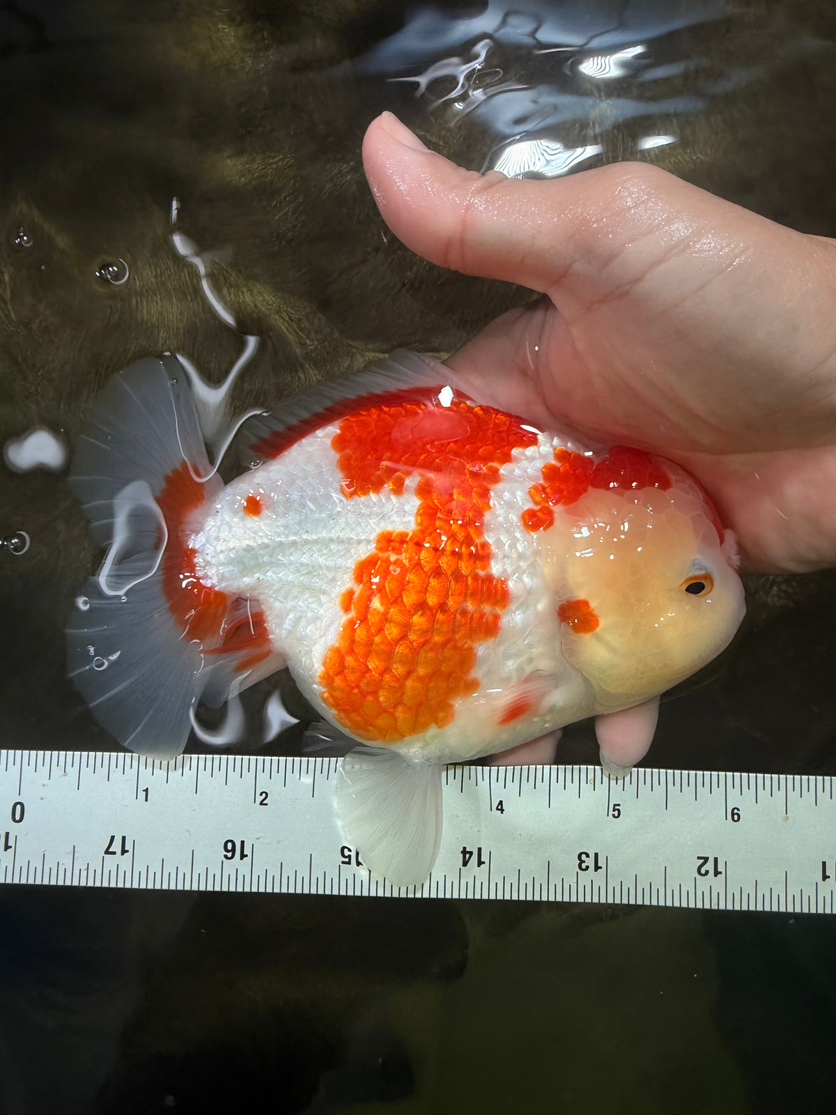 A Grade Red White Yuanbao Female 6 inches #101626YB_30
