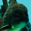 A Grade Black Oranda Male 5.5-6 inches #102326OR_11