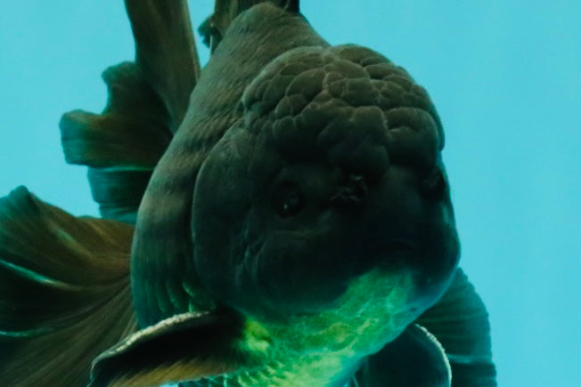 A Grade Black Oranda Male 5.5-6 inches #102326OR_11