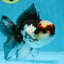 Tricolor Oranda Male 5-5.5 inches #100325OR_23
