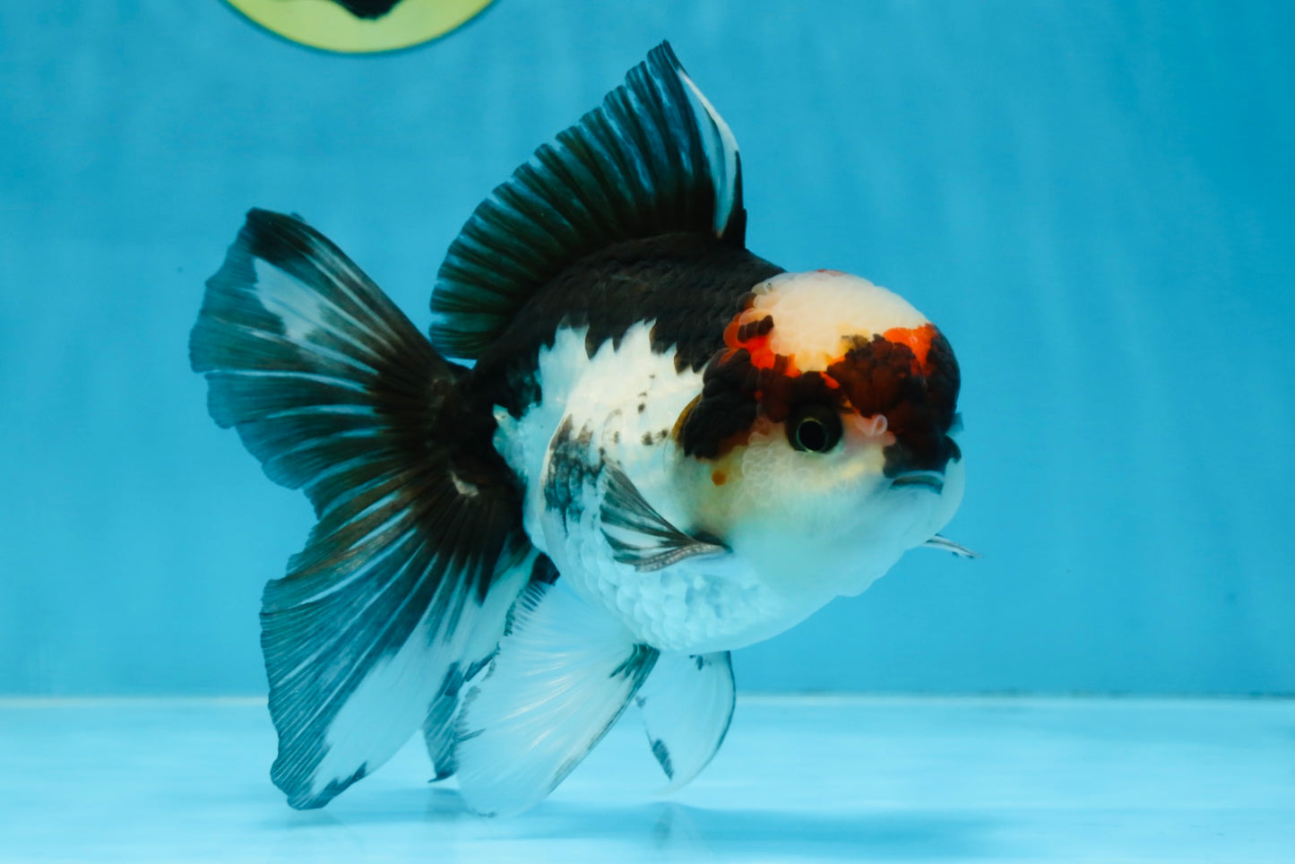 Tricolor Oranda Male 5-5.5 inches #100325OR_23